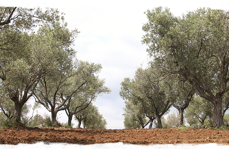 olivos